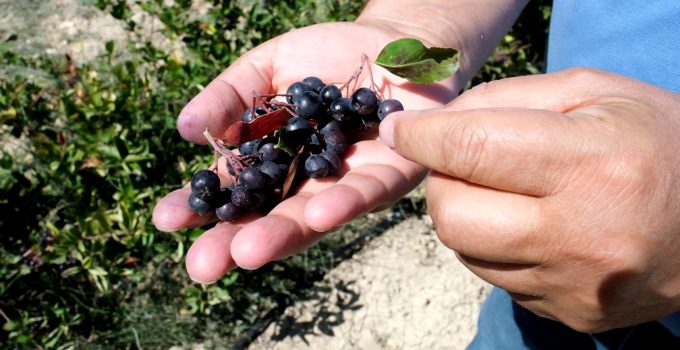 Mersin’de Aronya Hasadı Başladı