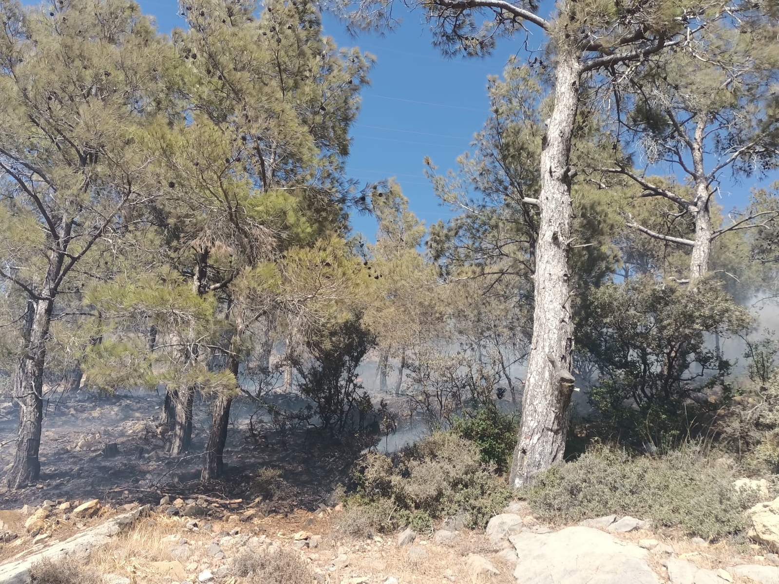 Mersin'de Orman Yangını Kontrol Altına Alındı