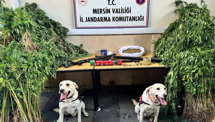 Mersin’de Uyuşturucu Operasyonu: 1623 Kök Hint Keneviri Ve 6 Kilo Esrar Ele Geçirildi