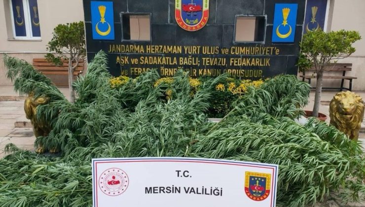 Mersin’de Uyuşturucu Operasyonu: 2 Kilo Esrar Ve 212 Kök Hint Keneviri Ele Geçirildi