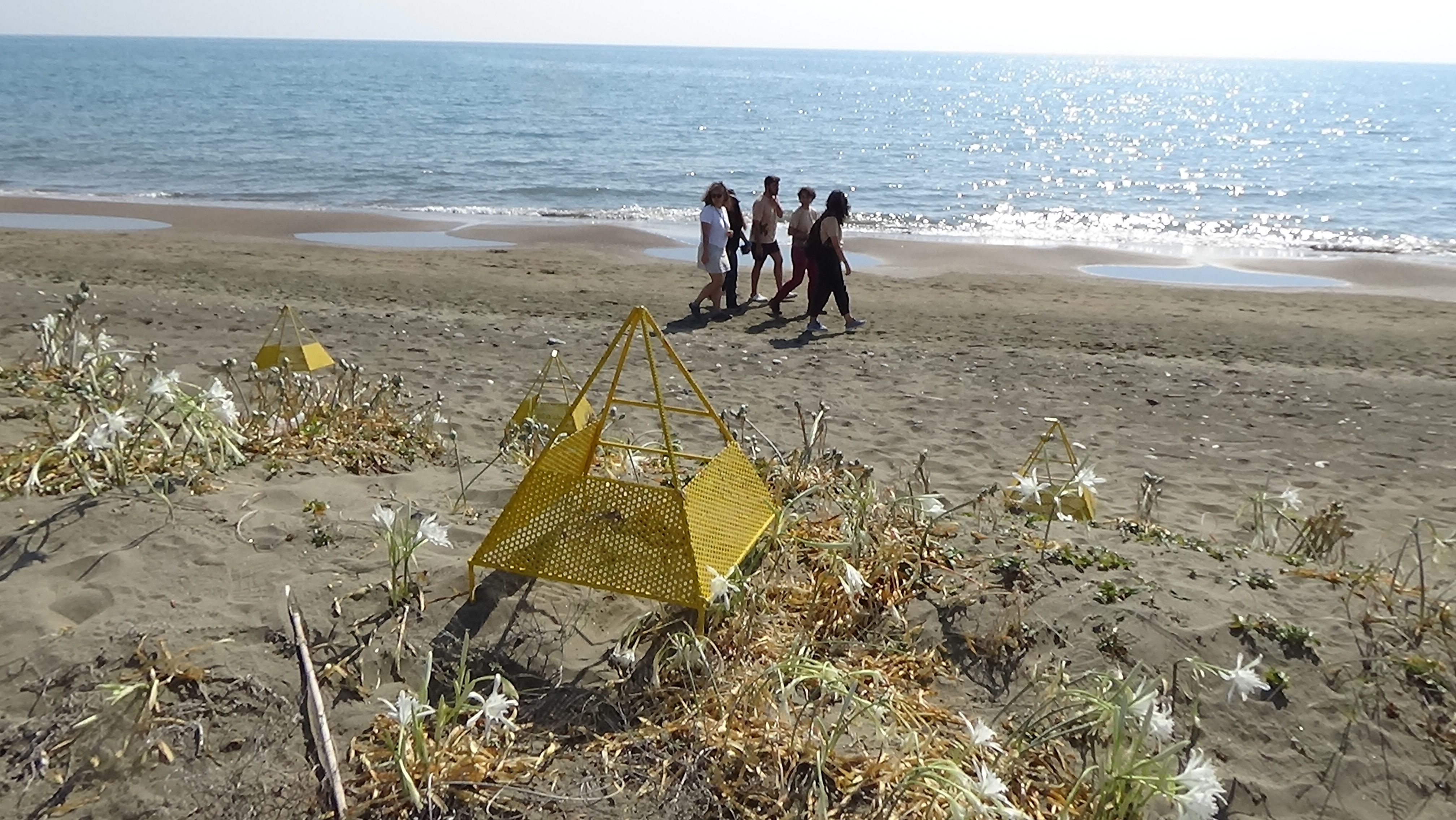 Mersin'de Deniz Kaplumbağası Yavruları Denize Ulaştı