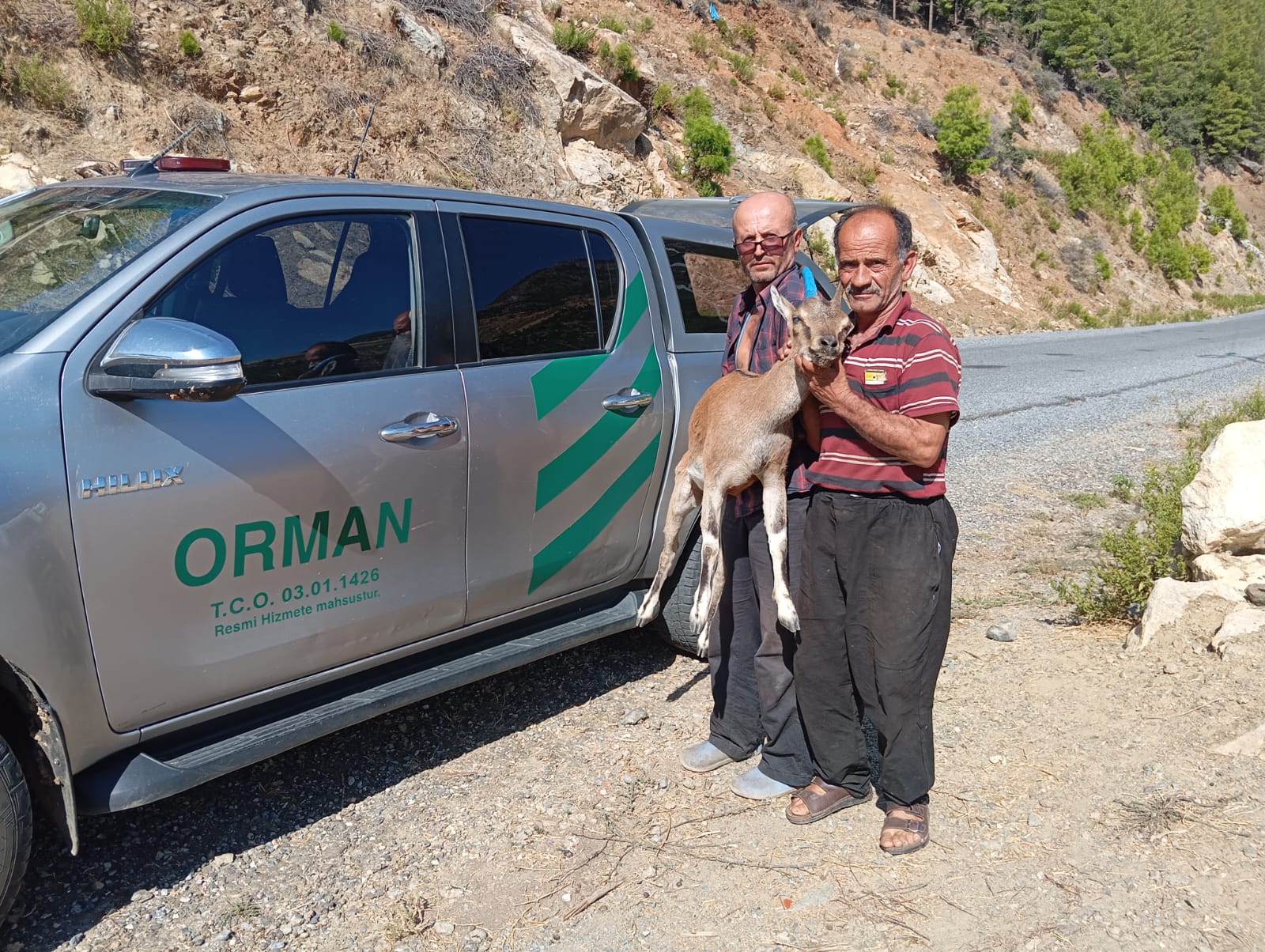 Mersin'de Yaralı Yaban Keçisi Kurtarıldı