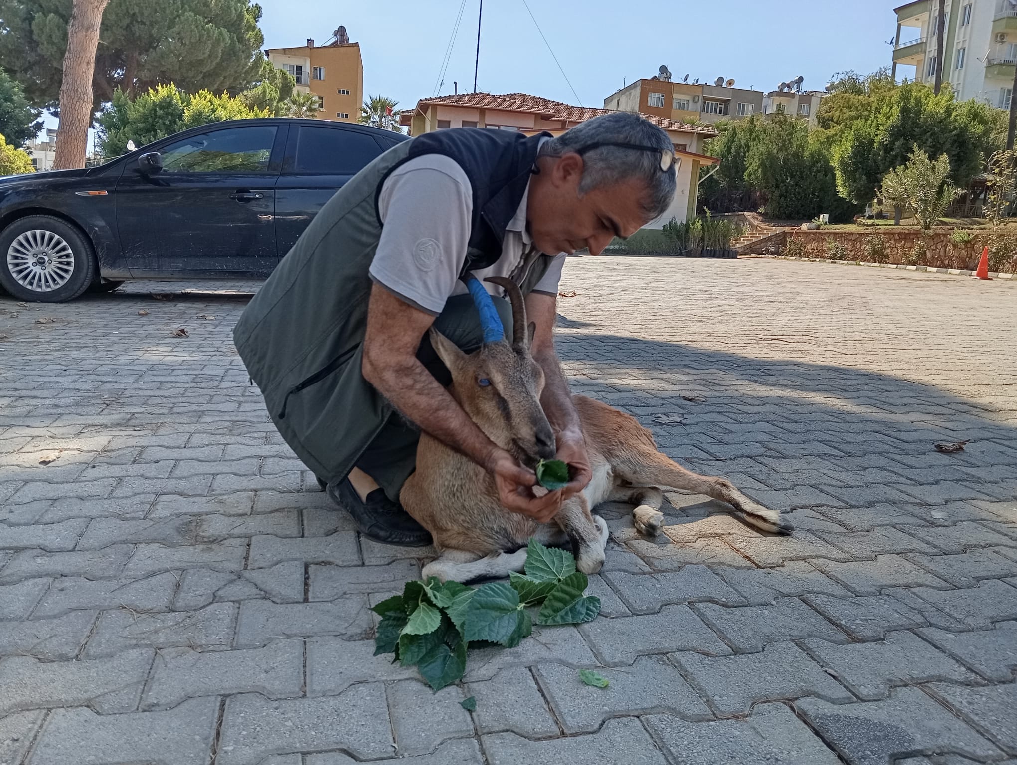 Mersin'de Yaralı Yaban Keçisi Kurtarıldı