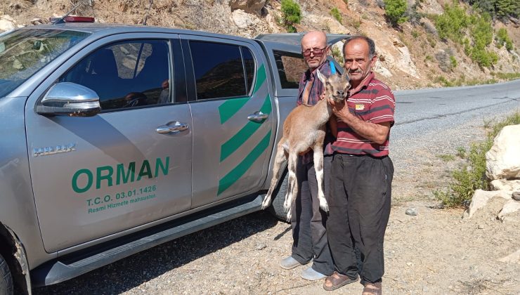 Mersin’de Yaralı Yaban Keçisi Kurtarıldı