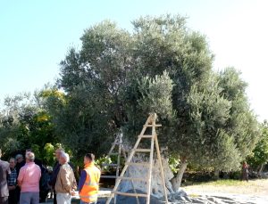 Mersin’de 1300 Yıllık Anıt Ağaçta Zeytin Hasadı Etkinliği