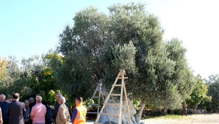 Mersin’de 1300 Yıllık Anıt Ağaçta Zeytin Hasadı Etkinliği