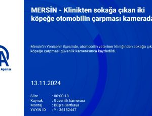 Mersin’de Otomobilin Çarptığı İki Köpekten Biri Hayatını Kaybetti