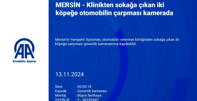 Mersin’de Otomobilin Çarptığı İki Köpekten Biri Hayatını Kaybetti