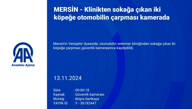 Mersin’de Otomobilin Çarptığı İki Köpekten Biri Hayatını Kaybetti