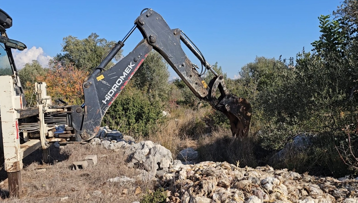 Mersin'de Piliç Üretim Çiftliğinde Tavuk Telefi